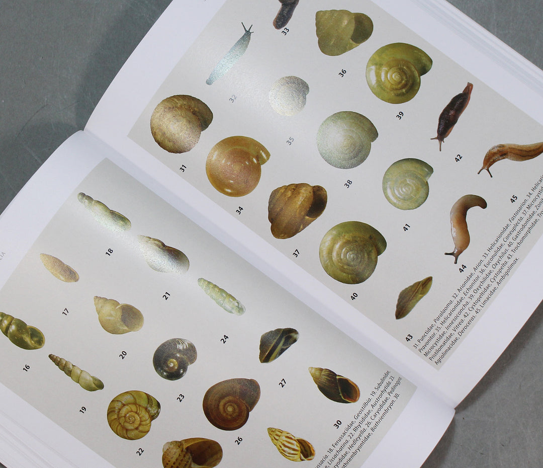 A GUIDE TO LAND SNAILS OF AUSTRALIA – 鳥羽水族館オンラインショップ