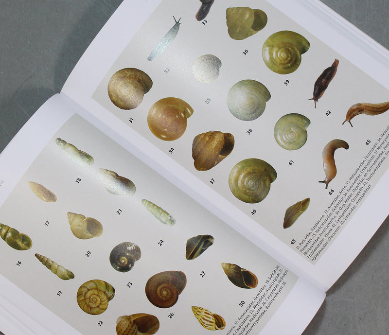 A GUIDE TO LAND SNAILS OF AUSTRALIA