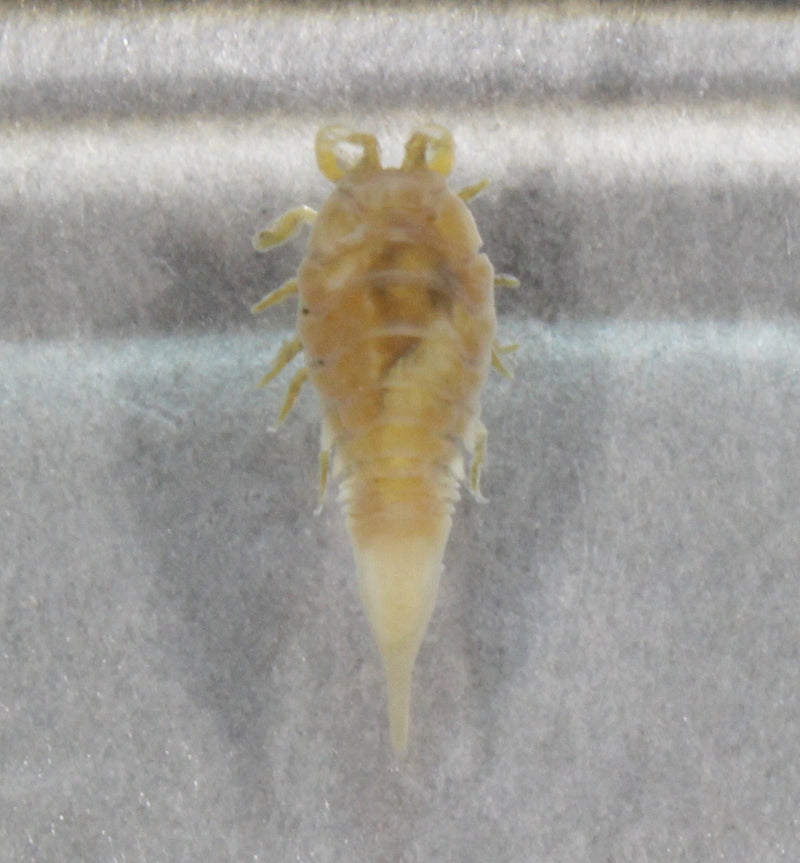 深海生物標本　ヤリボヘラムシ　　925