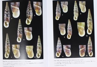 European Door Snails (Clausiliidae), II: special extant and fossil groups