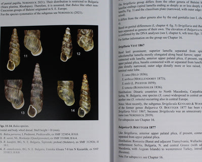 European Door Snails (Clausiliidae), II: special extant and fossil groups