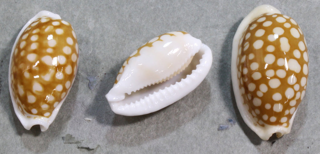 COWRIES　オサナ　カノコ　パパイア　フイリチドリダカラガイ　宝貝　貝殻5個 COWRIES オサナ カノコ パパイア フイリチドリダカラガイ 宝貝
