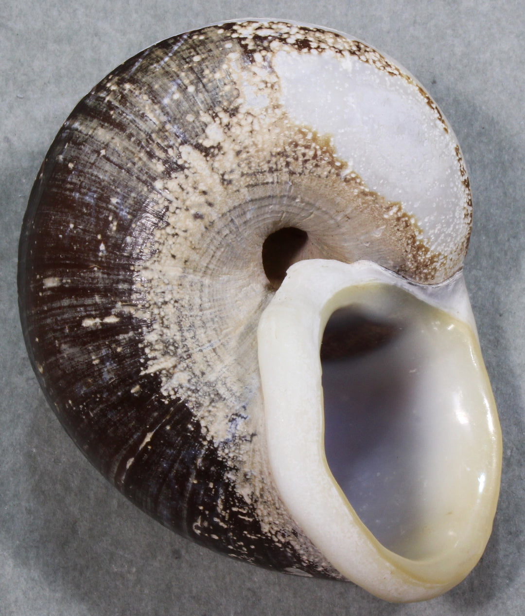 Microcyphus rousseaui ウニ 殻 大