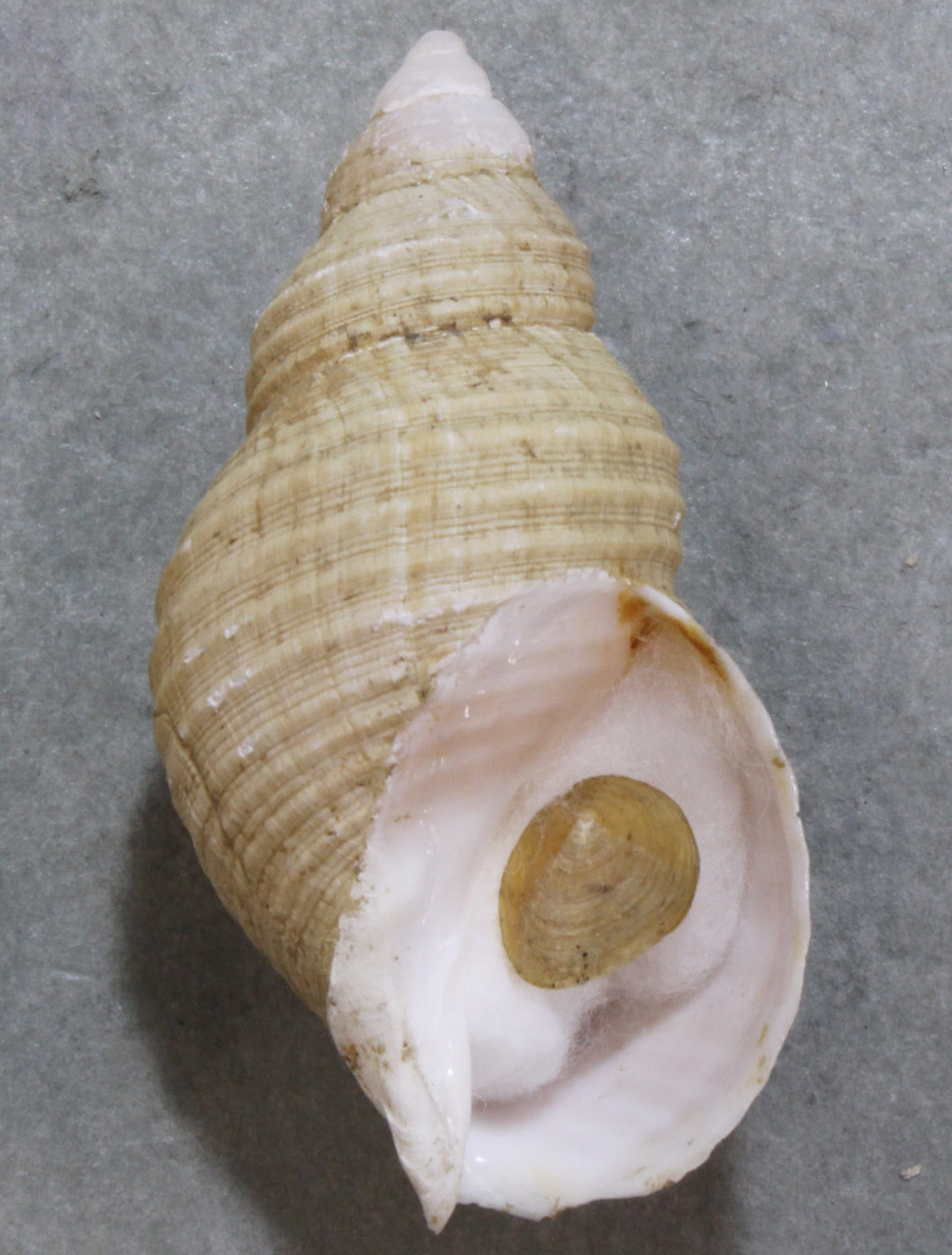 貝類・標本・標本箱 – 鳥羽水族館オンラインショップ