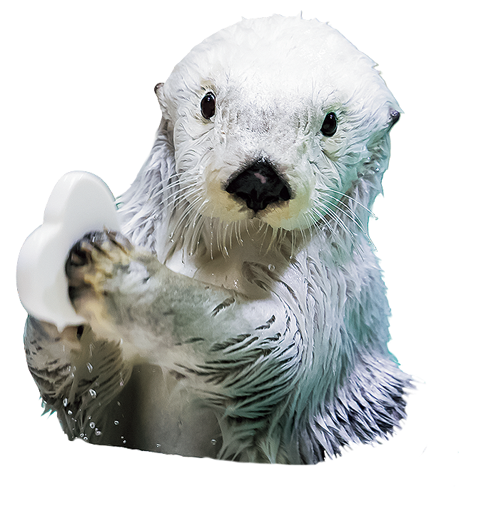 鳥羽水族館公式コレクションカードVol2 販売サイト – 鳥羽水族館 鳥羽水族館公式コレクションカードVol2 販売サイト – 鳥羽水族館