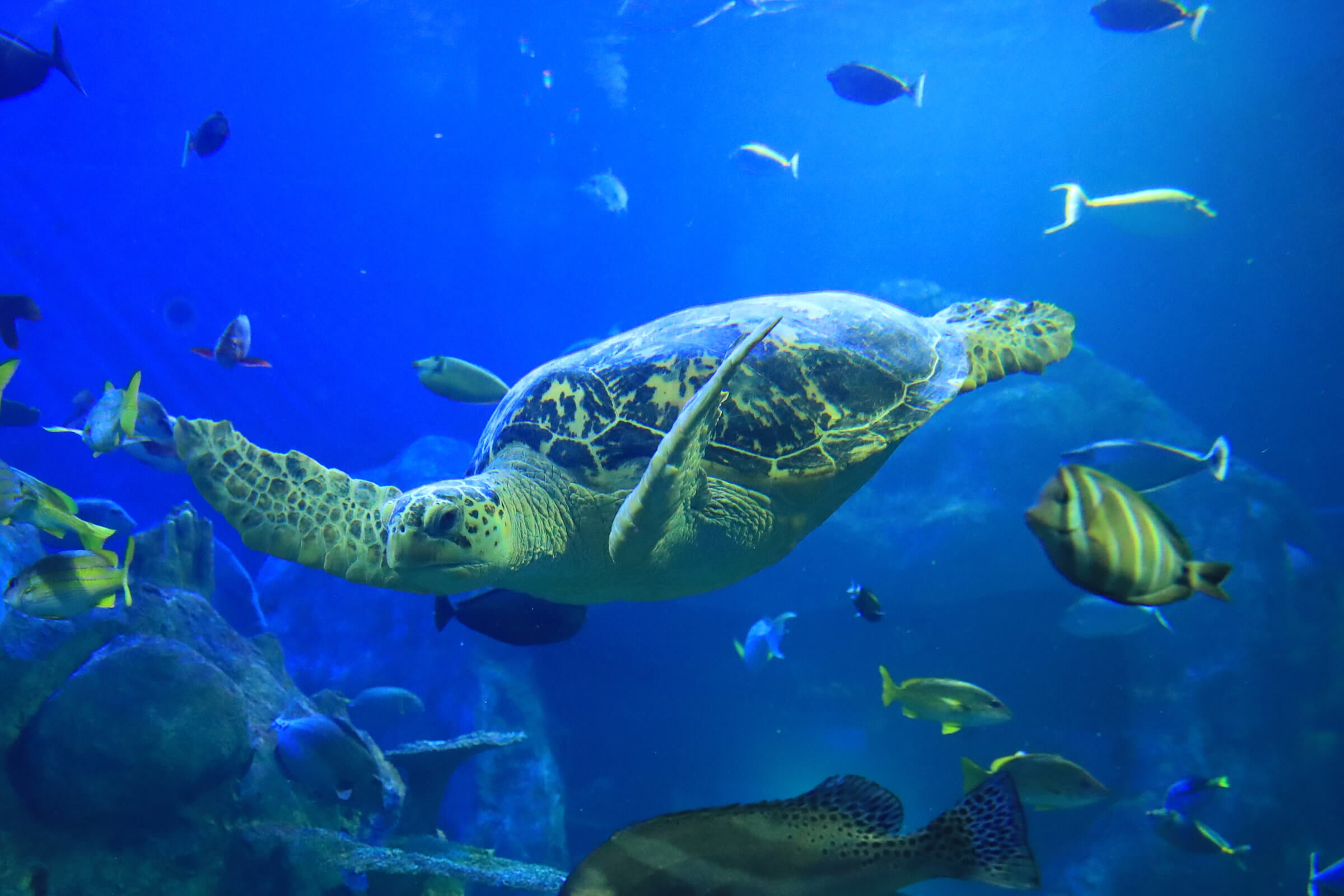 鳥羽水族館公式ネット販売サイト – 鳥羽水族館コレクションカード販売