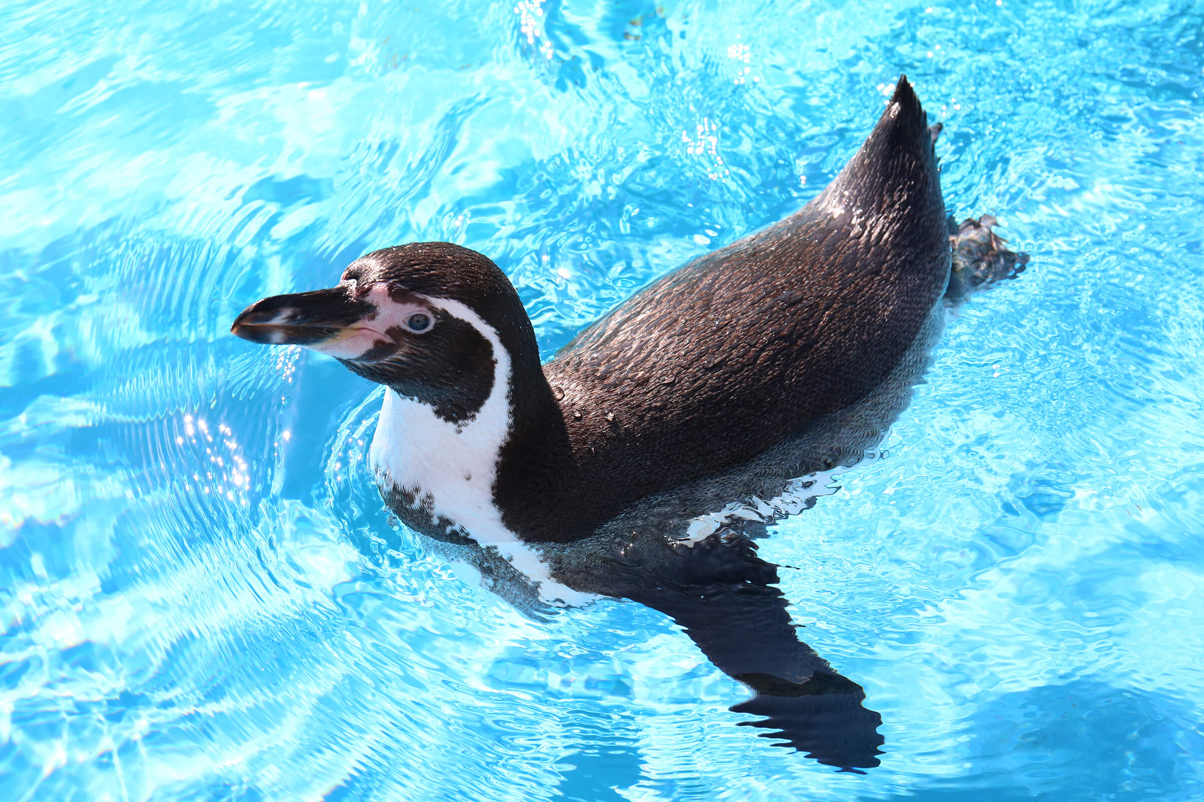 鳥羽水族館公式ネット販売サイト – 鳥羽水族館コレクションカード販売