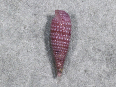 ムラサキハラブトキリオレ