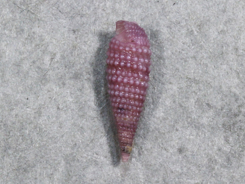 ムラサキハラブトキリオレ