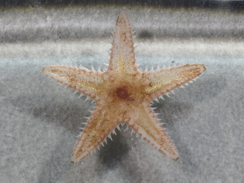 深海生物標本　モミジガイの一種　　985