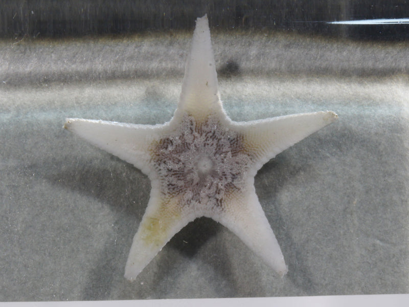 深海生物標本　ハダカモミジの一種　　983