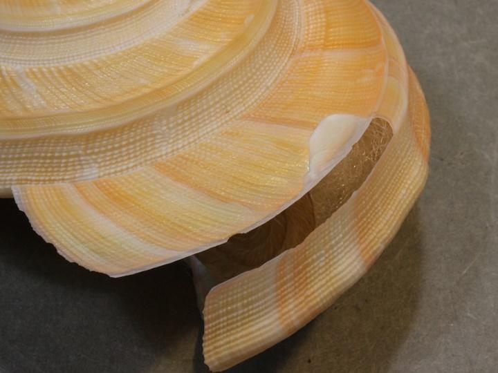 ミダースオキナエビス美品　70ミリ ミダースオキナエビス – 鳥羽水族館オンラインショップ