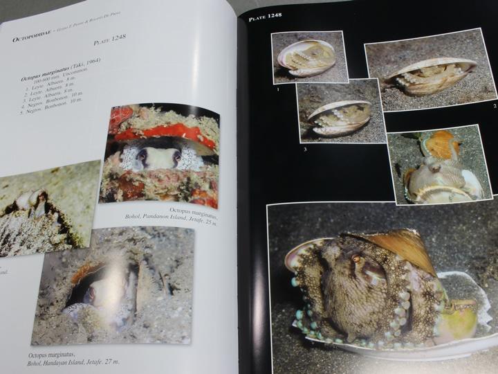 Philippine Marine Mollusks Volume 4