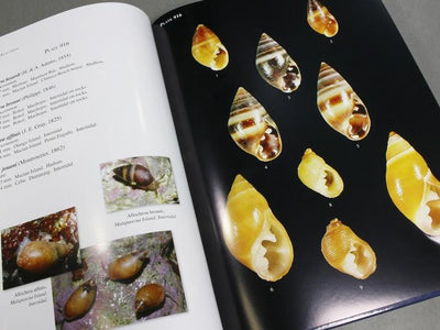 Philippine Marine Mollusks Volume 3